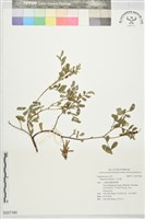 藏品(毛木藍)的圖片