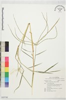 藏品(升馬唐)的圖片