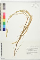 藏品(褐毛狗尾草)的圖片