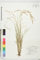 藏品(長畫眉草)的圖片