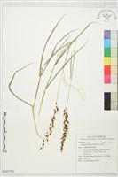 藏品(光高梁)的圖片