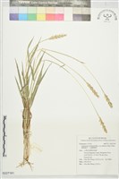 藏品(瘤鴨嘴草、毛瘤鴨嘴草)的圖片