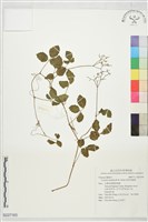 藏品(海岸烏蘞莓)的圖片