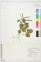 藏品(濱豇豆)的圖片