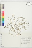 藏品(長梗木藍)的圖片