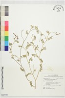 藏品(臺灣灰毛豆)的圖片