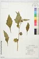 藏品(大本炮仔草、假酸漿、冰粉)的圖片