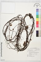 藏品(日本菟絲子)的圖片