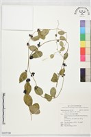 藏品(木防己)的圖片