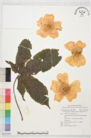 藏品(彎子木)的圖片