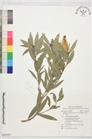 藏品(五脈白千層、白樹)的圖片