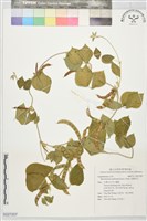 藏品(長硬皮豆)的圖片