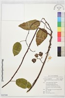 藏品(闊葉獼猴桃)的圖片