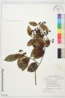 藏品(忍冬葉冬青)的圖片