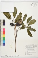 藏品(石月)的圖片