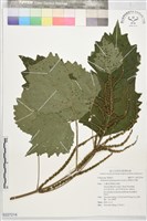 藏品(畢祿山苧麻)的圖片