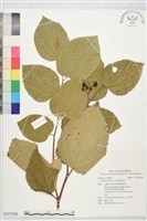 藏品(印度捕魚木)的圖片