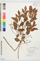 藏品(幌傘楓)的圖片