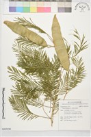 藏品(蛇藤、羽葉金合歡)的圖片