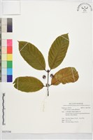 藏品(剛果咖啡)的圖片