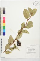 藏品(薜荔)的圖片