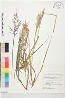 藏品(細柄草)的圖片