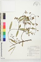 藏品(雞屎藤)的圖片