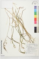 藏品(水蔗草)的圖片