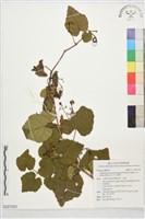 藏品(毛山葡萄)的圖片