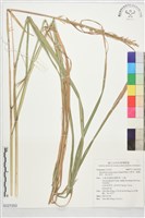 藏品(台蔗茅、臺灣蔗草、紫台蔗茅)的圖片