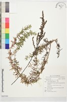 藏品(小艾、矮蒿)的圖片