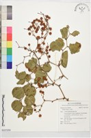 藏品(菝契)的圖片