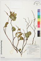 藏品(臺灣野茉莉)的圖片