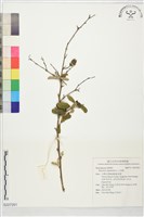 藏品(山芝麻)的圖片