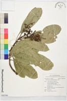 藏品(山檨子)的圖片