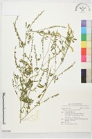 藏品(草木犀)的圖片