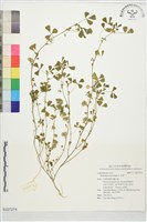 藏品(苜蓿)的圖片