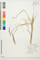 藏品(芒稷、芒稗)的圖片