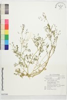 藏品(小花球果紫菫)的圖片