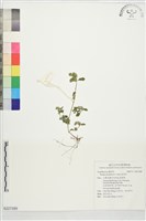 藏品(孩兒草)的圖片