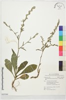 藏品(假地膽草)的圖片