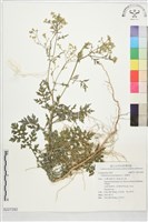 藏品(銀膠菊)的圖片