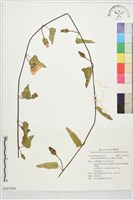 藏品(盒果藤)的圖片