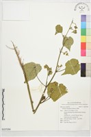 藏品(莔麻)的圖片