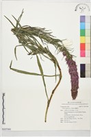 藏品(麒麟菊)的圖片