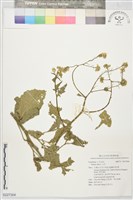 藏品(白芥)的圖片