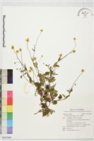 藏品(沼菊草)的圖片