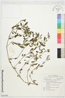 藏品(毛蓮子草)的圖片