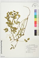 藏品(澳洲補骨脂)的圖片