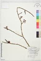 藏品(琉球山櫻花、琉球寒緋櫻、琉球緋櫻)的圖片